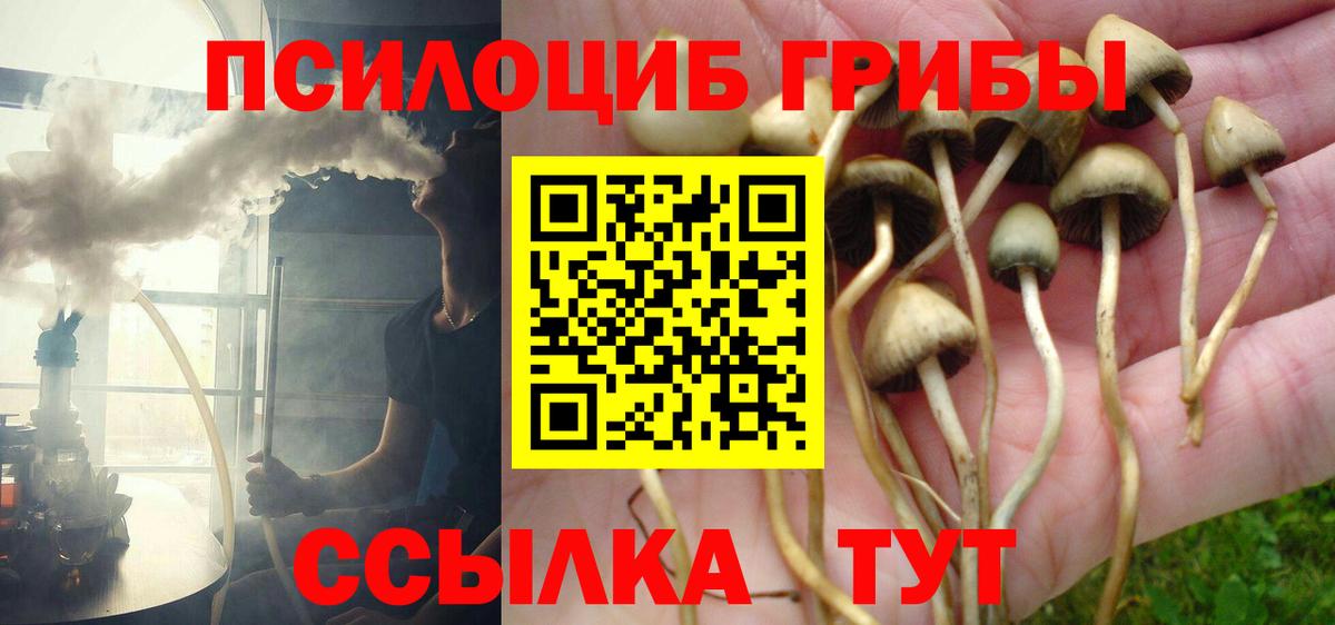Псилоцибиновые грибы Cubensis Нижний Новгород